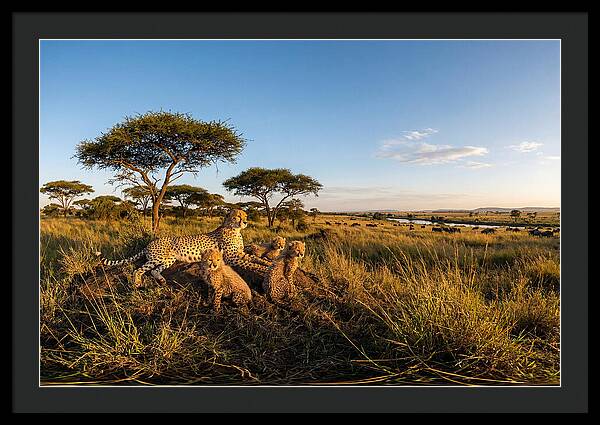 African Cheetah Family In The Wild