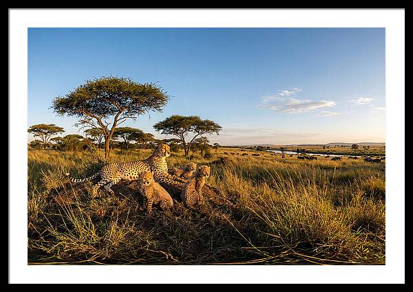 African Cheetah Family In The Wild