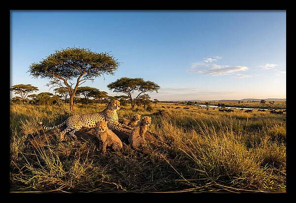 African Cheetah Family In The Wild