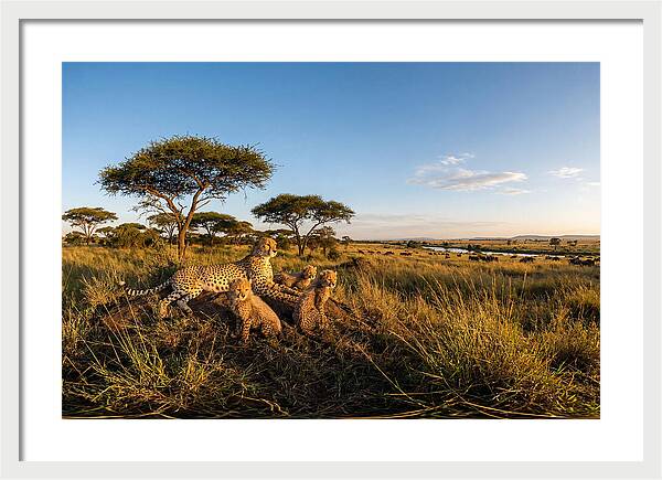 African Cheetah Family In The Wild