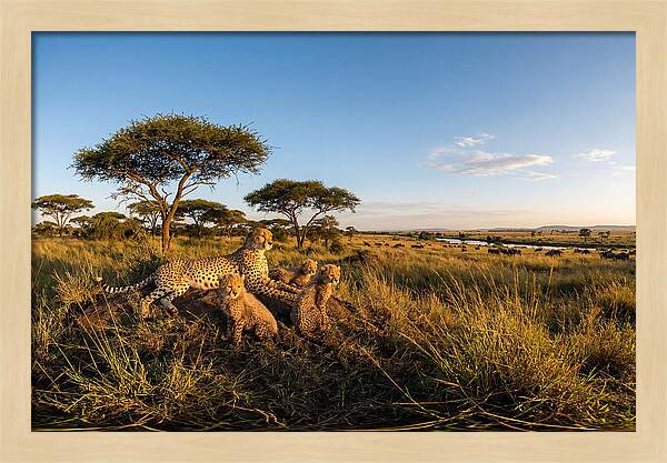 African Cheetah Family In The Wild