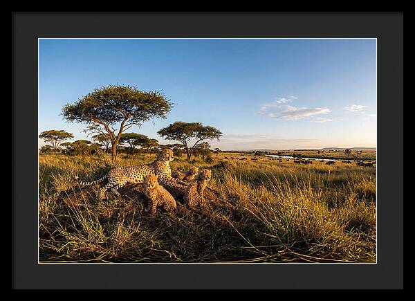 African Cheetah Family In The Wild