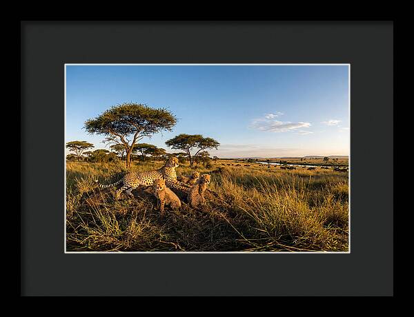 African Cheetah Family In The Wild