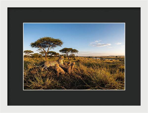African Cheetah Family In The Wild