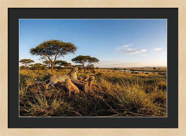 African Cheetah Family In The Wild