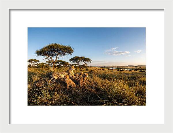 African Cheetah Family In The Wild