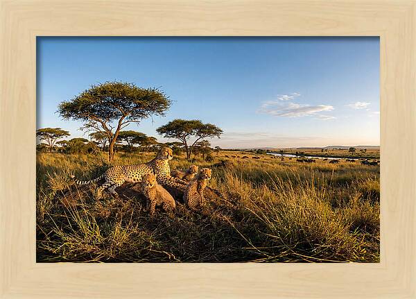 African Cheetah Family In The Wild