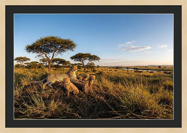 African Cheetah Family In The Wild