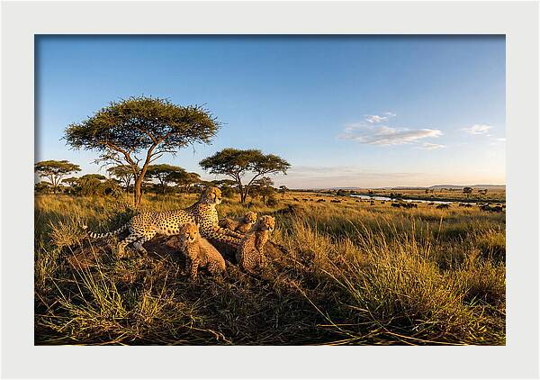 African Cheetah Family In The Wild