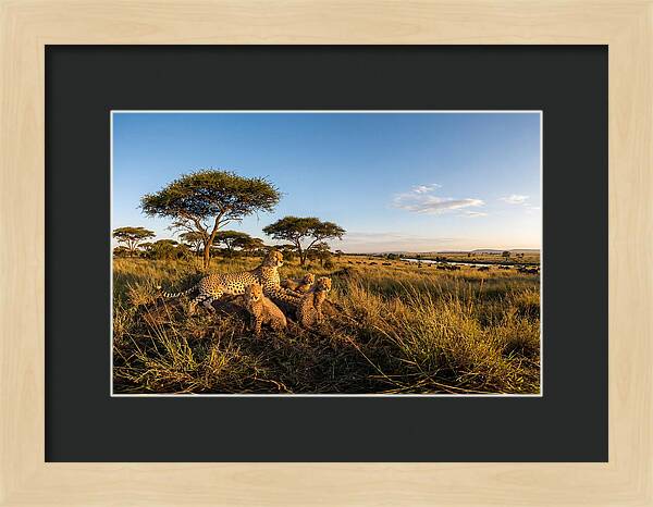 African Cheetah Family In The Wild