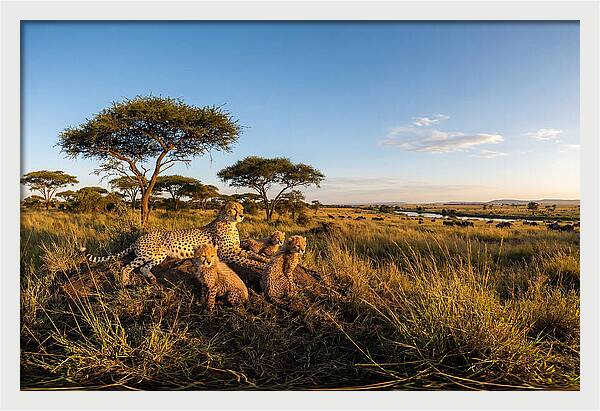 African Cheetah Family In The Wild