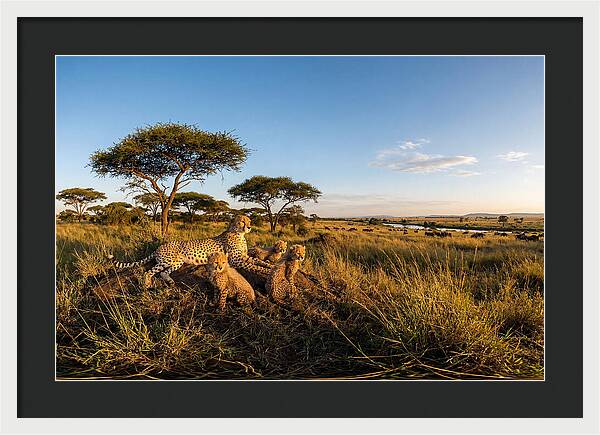 African Cheetah Family In The Wild