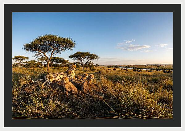 African Cheetah Family In The Wild