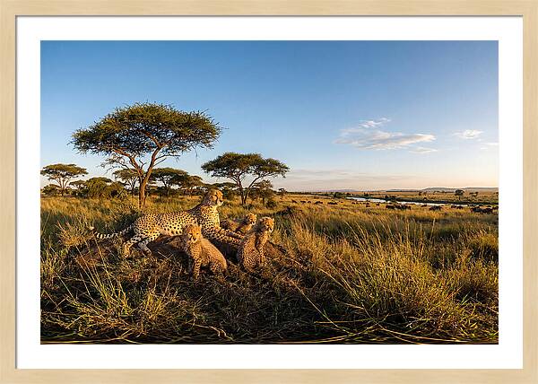 African Cheetah Family In The Wild