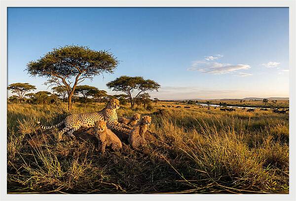 African Cheetah Family In The Wild