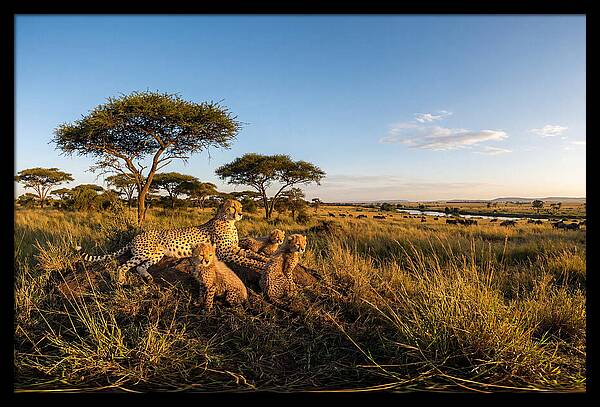 African Cheetah Family In The Wild