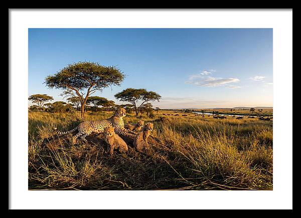 African Cheetah Family In The Wild