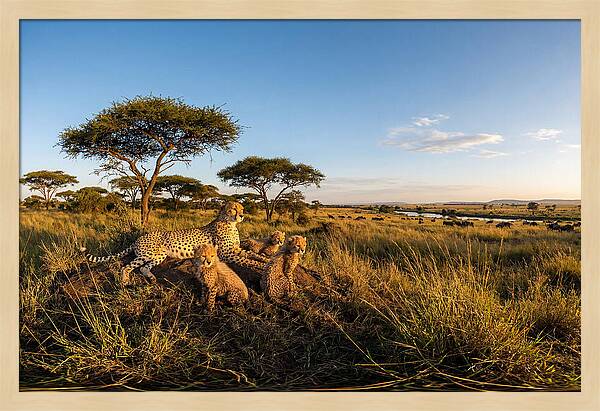 African Cheetah Family In The Wild