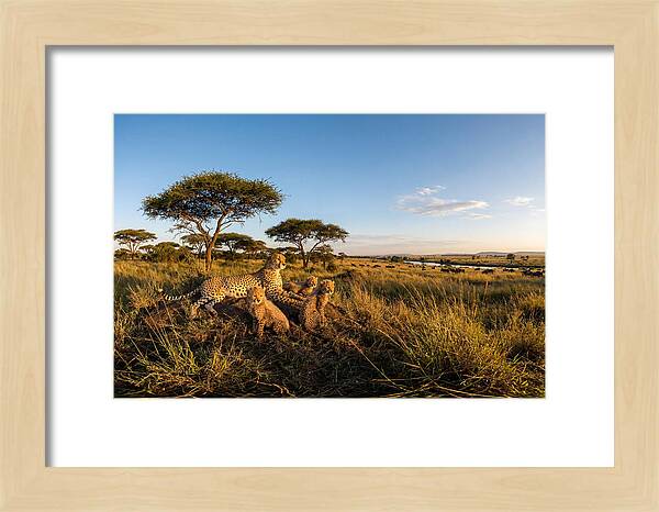 African Cheetah Family In The Wild
