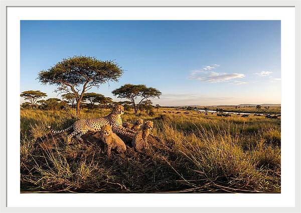 African Cheetah Family In The Wild