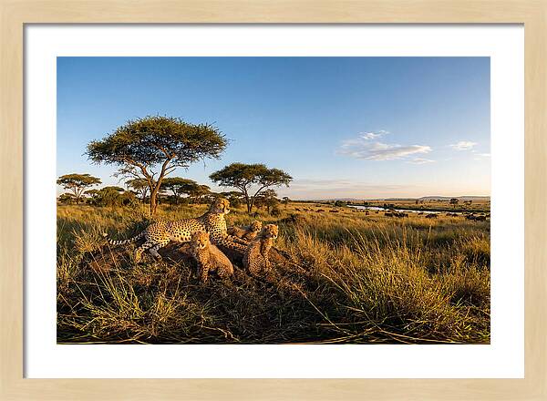 African Cheetah Family In The Wild