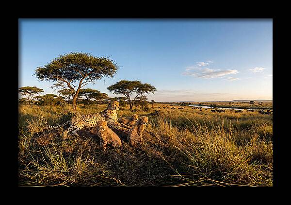African Cheetah Family In The Wild
