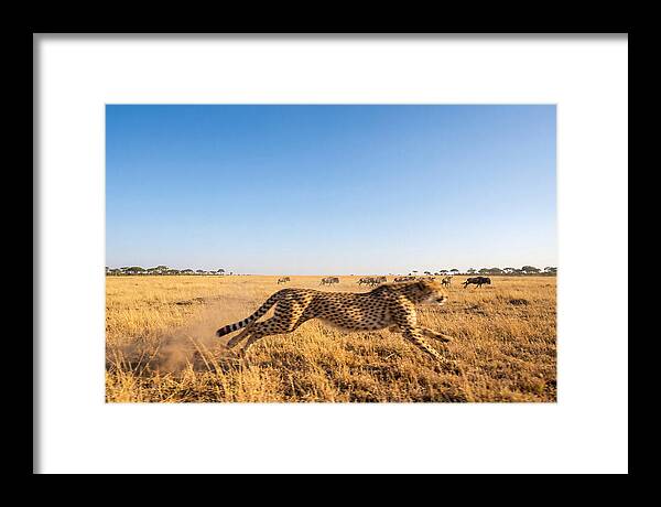 African Cheetah Hunting Chase