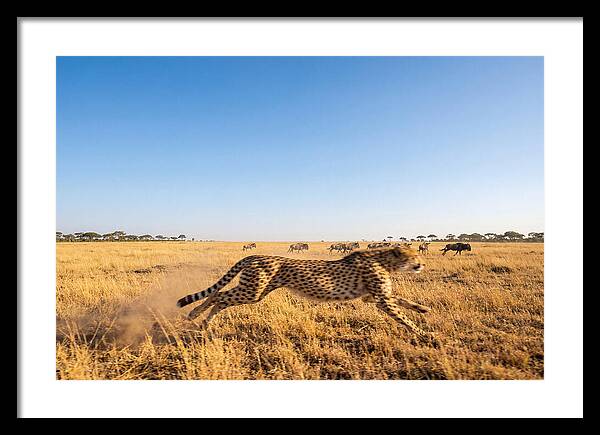 African Cheetah Hunting Chase