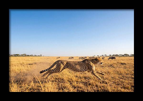 African Cheetah Hunting Chase