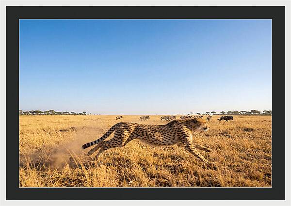African Cheetah Hunting Chase