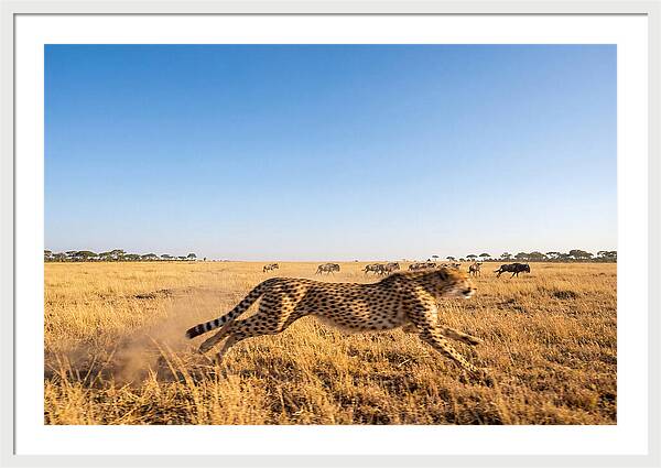 African Cheetah Hunting Chase