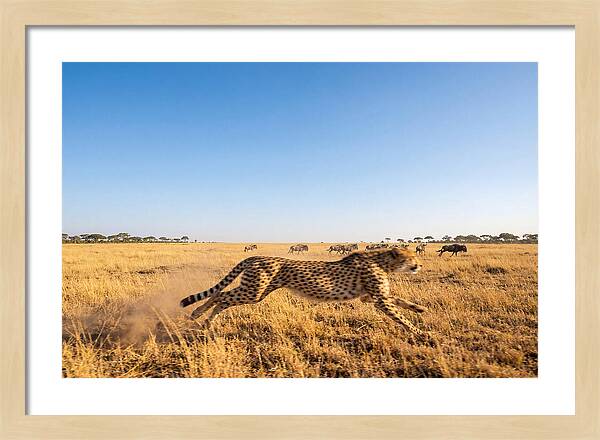 African Cheetah Hunting Chase