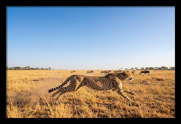 African Cheetah Hunting Chase