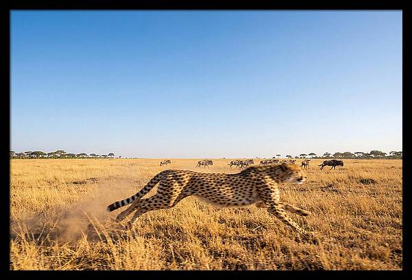 African Cheetah Hunting Chase