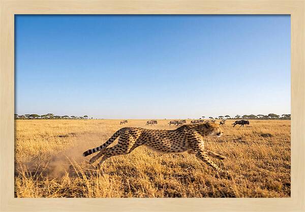 African Cheetah Hunting Chase