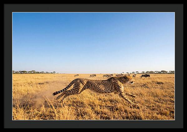 African Cheetah Hunting Chase