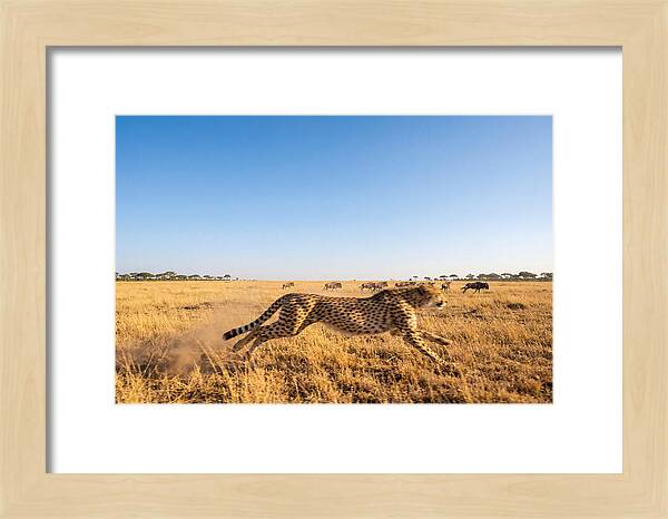 African Cheetah Hunting Chase