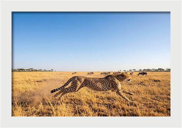 African Cheetah Hunting Chase