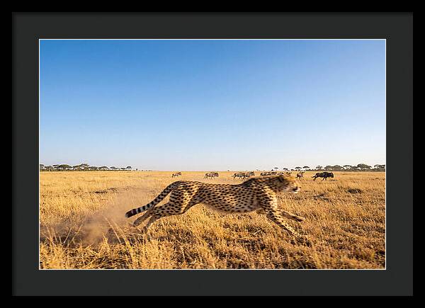 African Cheetah Hunting Chase