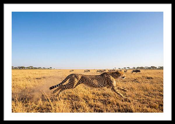 African Cheetah Hunting Chase
