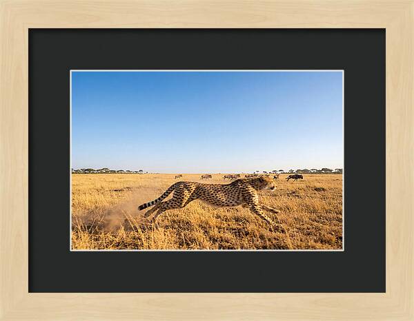 African Cheetah Hunting Chase