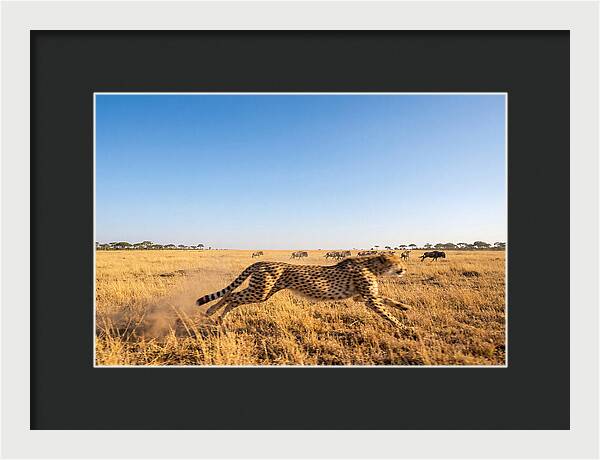African Cheetah Hunting Chase