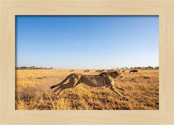 African Cheetah Hunting Chase