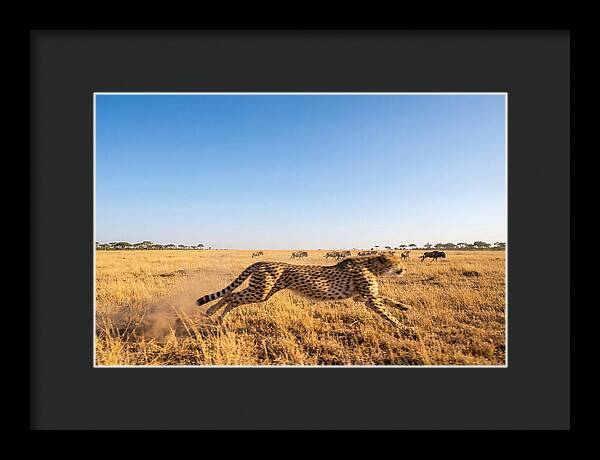 African Cheetah Hunting Chase