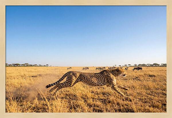 African Cheetah Hunting Chase