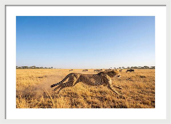 African Cheetah Hunting Chase