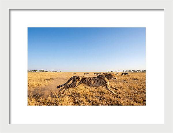 African Cheetah Hunting Chase