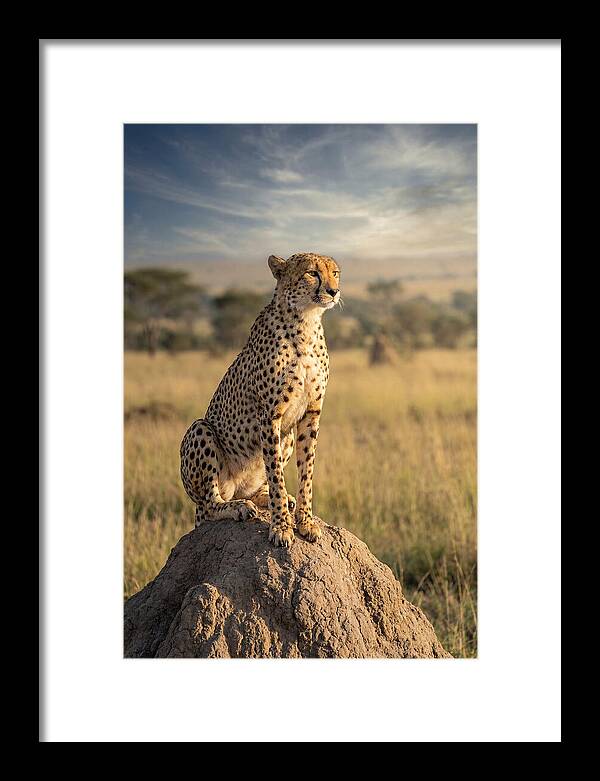 African Cheetah On Mound