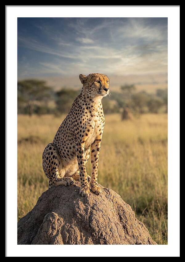 African Cheetah On Mound