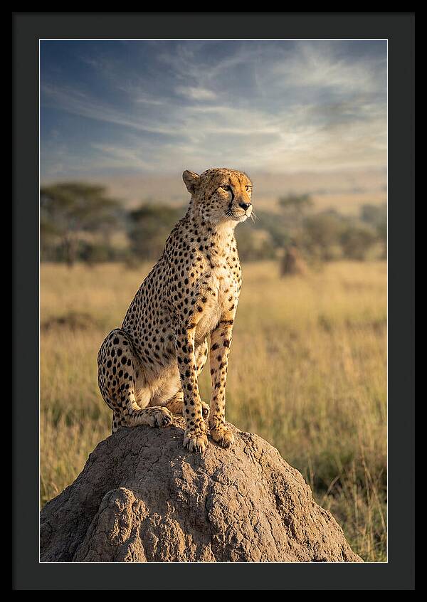 African Cheetah On Mound
